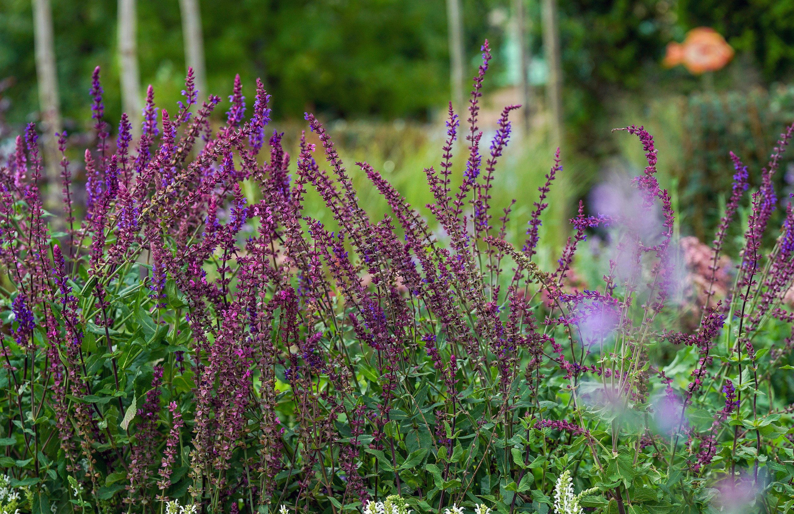 Сад недели: с огородом, кортеном и «живоносным источником»