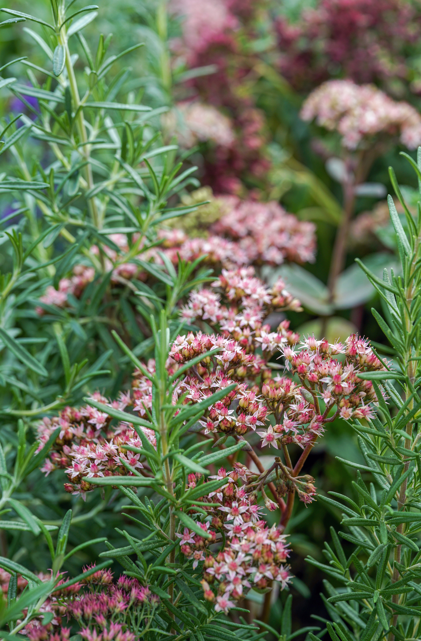 Сад недели: с огородом, кортеном и «живоносным источником»