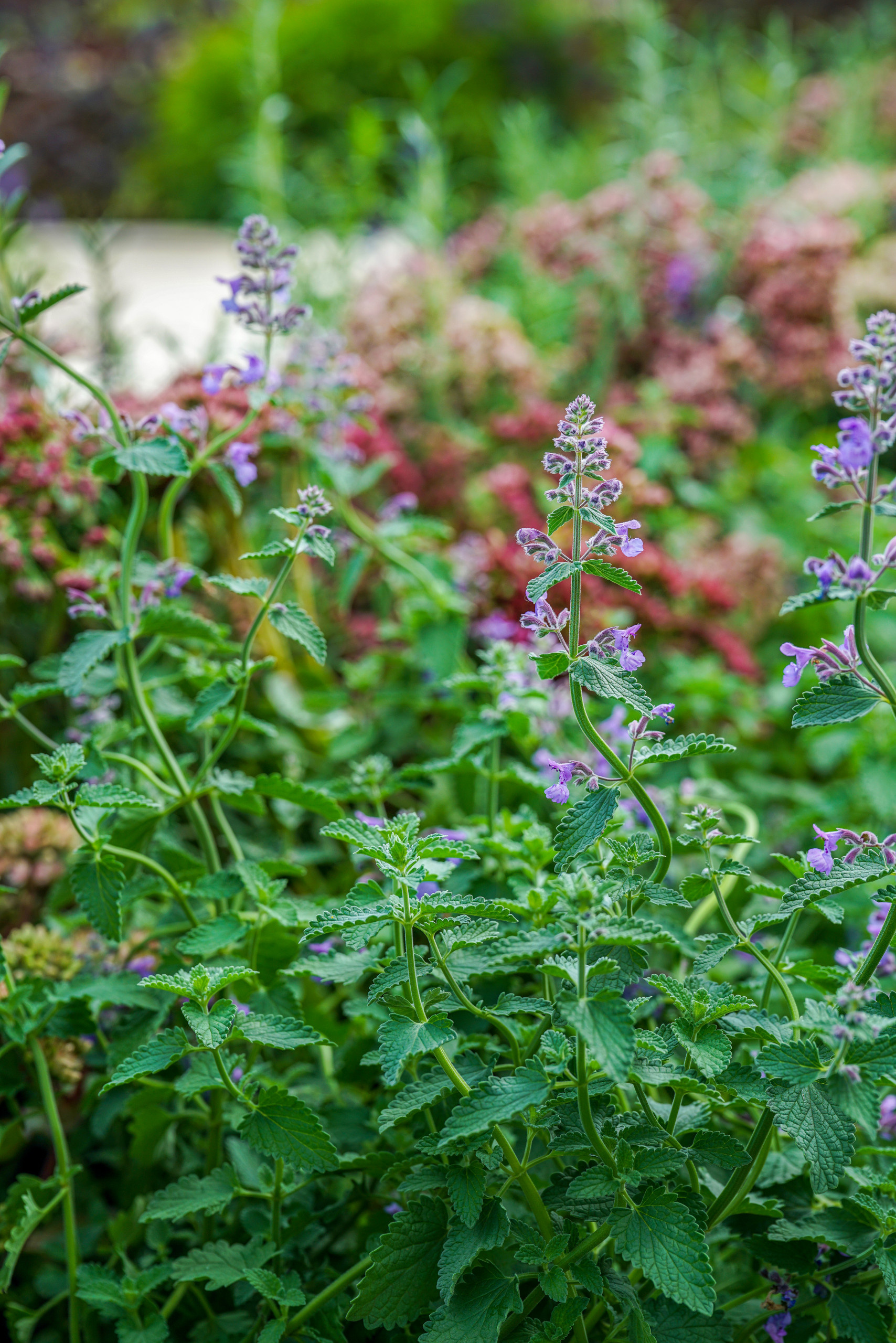 Сад недели: с огородом, кортеном и «живоносным источником»