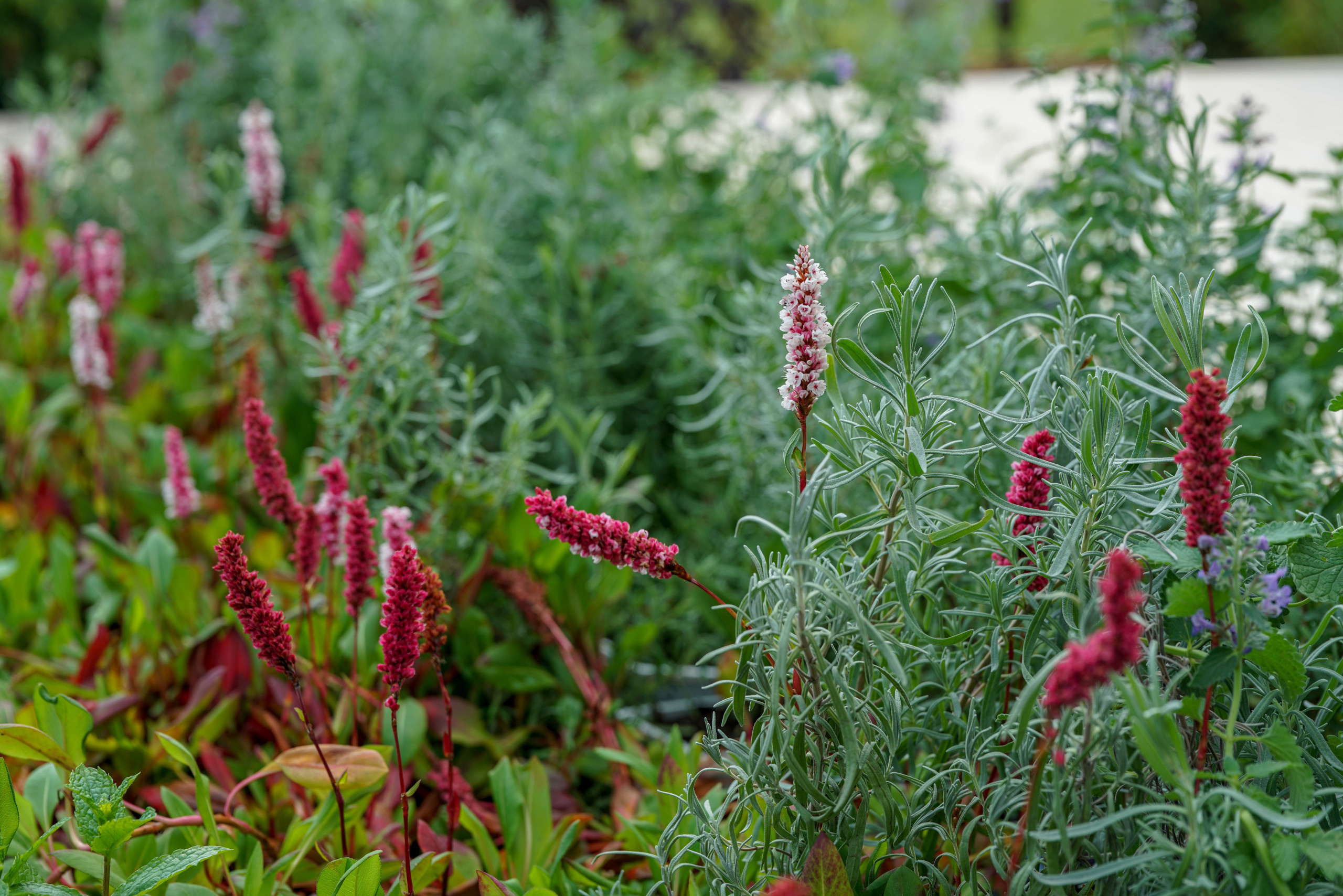 Сад недели: с огородом, кортеном и «живоносным источником»