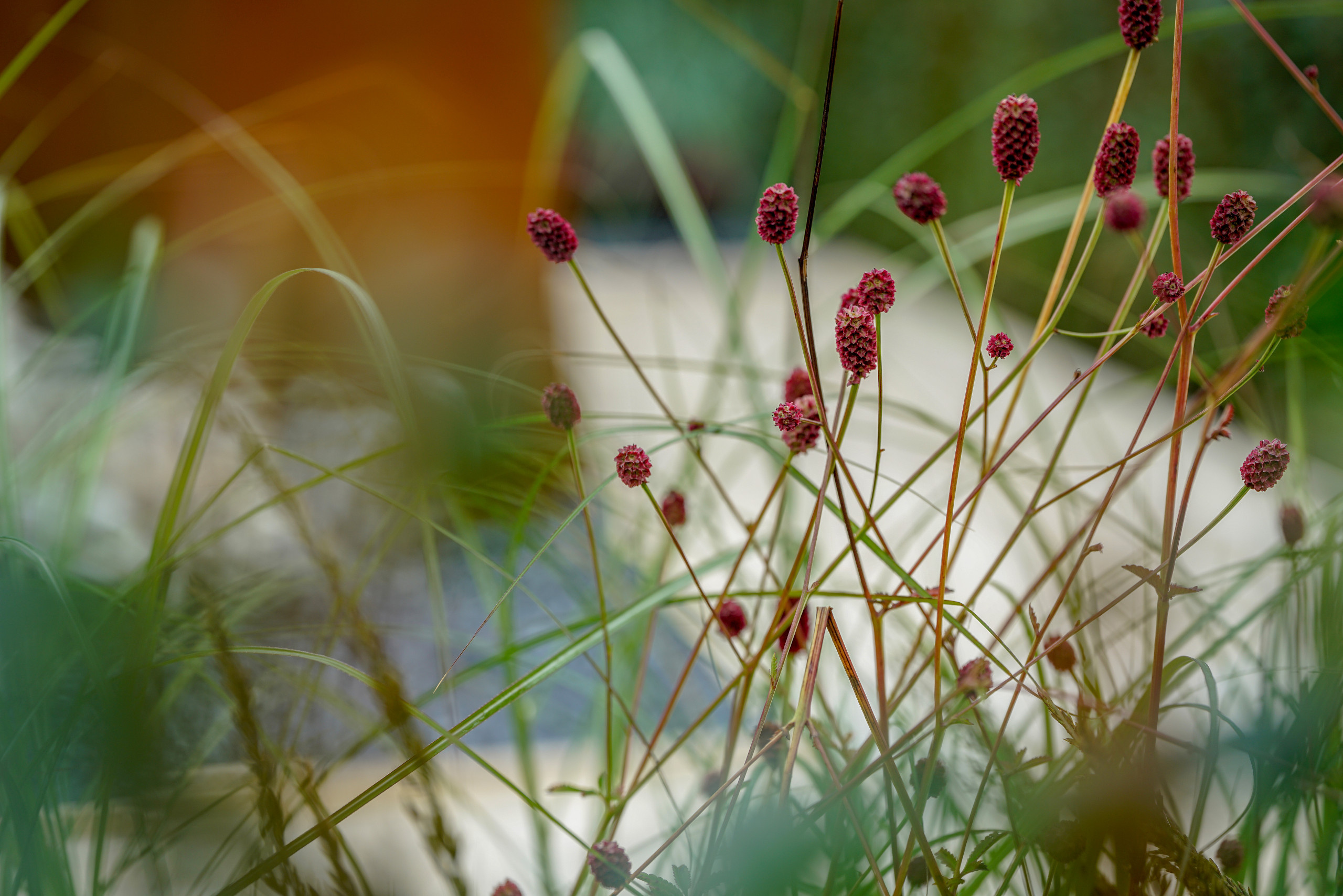 Сад недели: с огородом, кортеном и «живоносным источником»