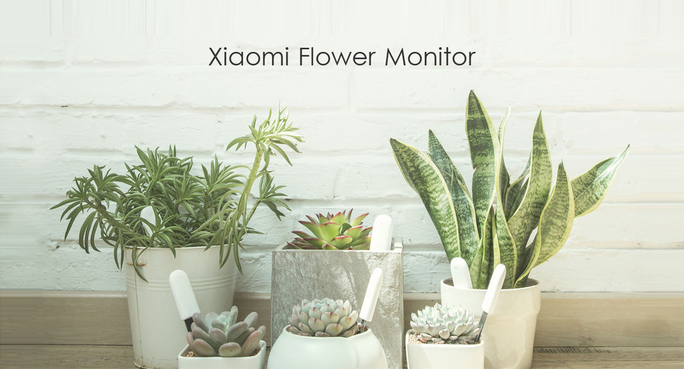 Гаджет для петрушки: Наблюдает, ухаживает, передает...