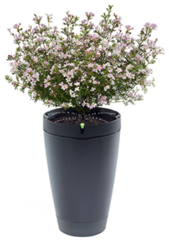 Гаджет для петрушки: Наблюдает, ухаживает, передает...