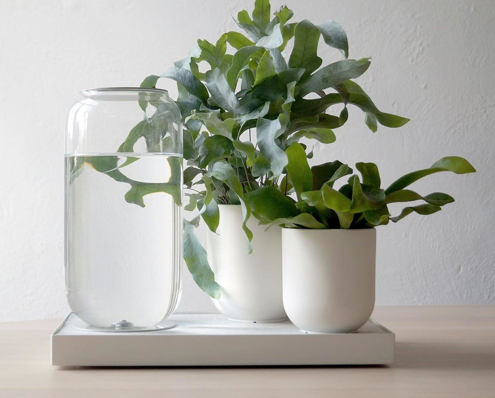 Гаджет для петрушки: Наблюдает, ухаживает, передает...