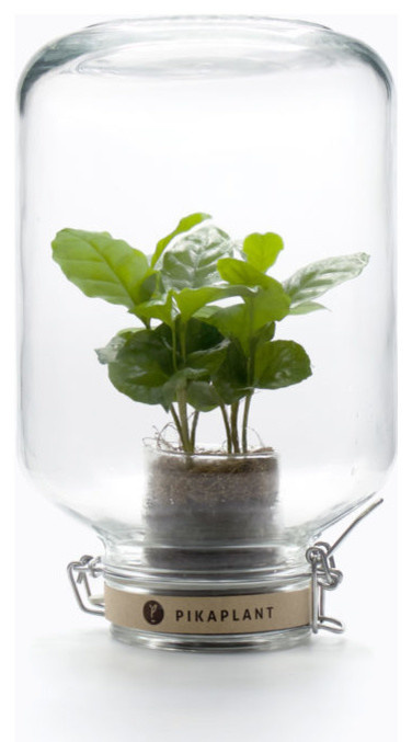 Гаджет для петрушки: Наблюдает, ухаживает, передает...