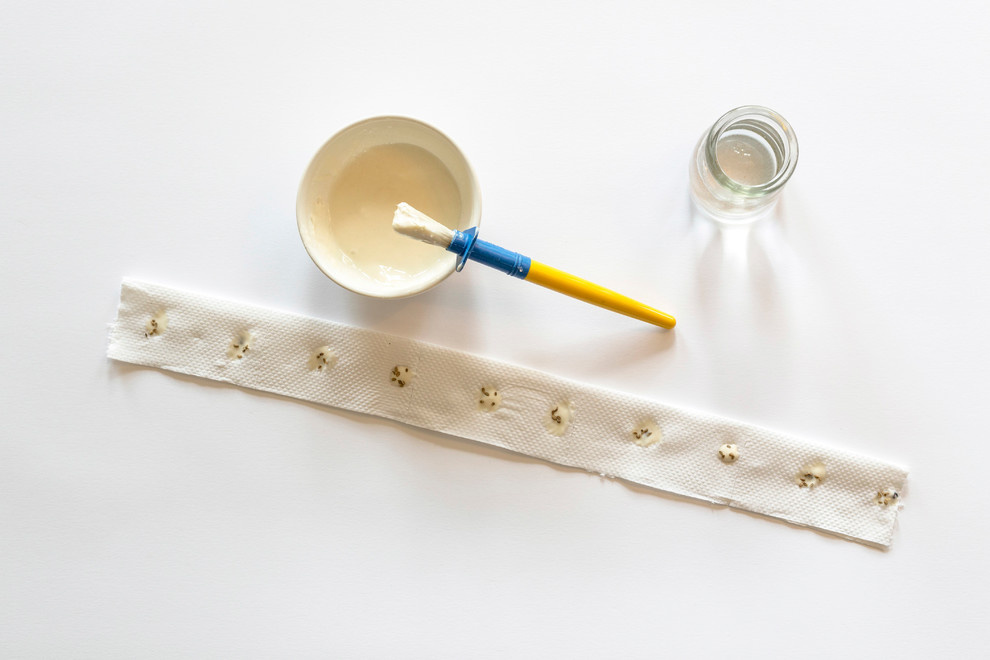 Своими руками: Подготовка семян моркови к посеву