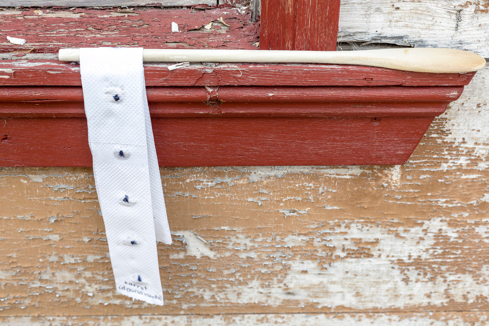 Своими руками: Подготовка семян моркови к посеву