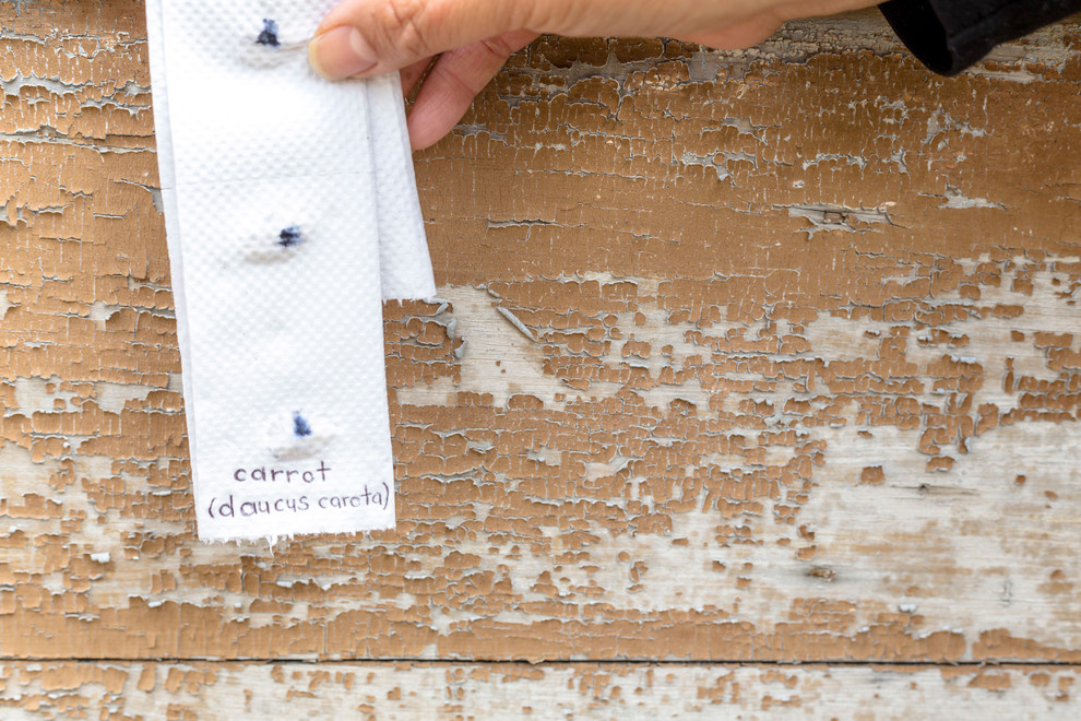 Своими руками: Подготовка семян моркови к посеву