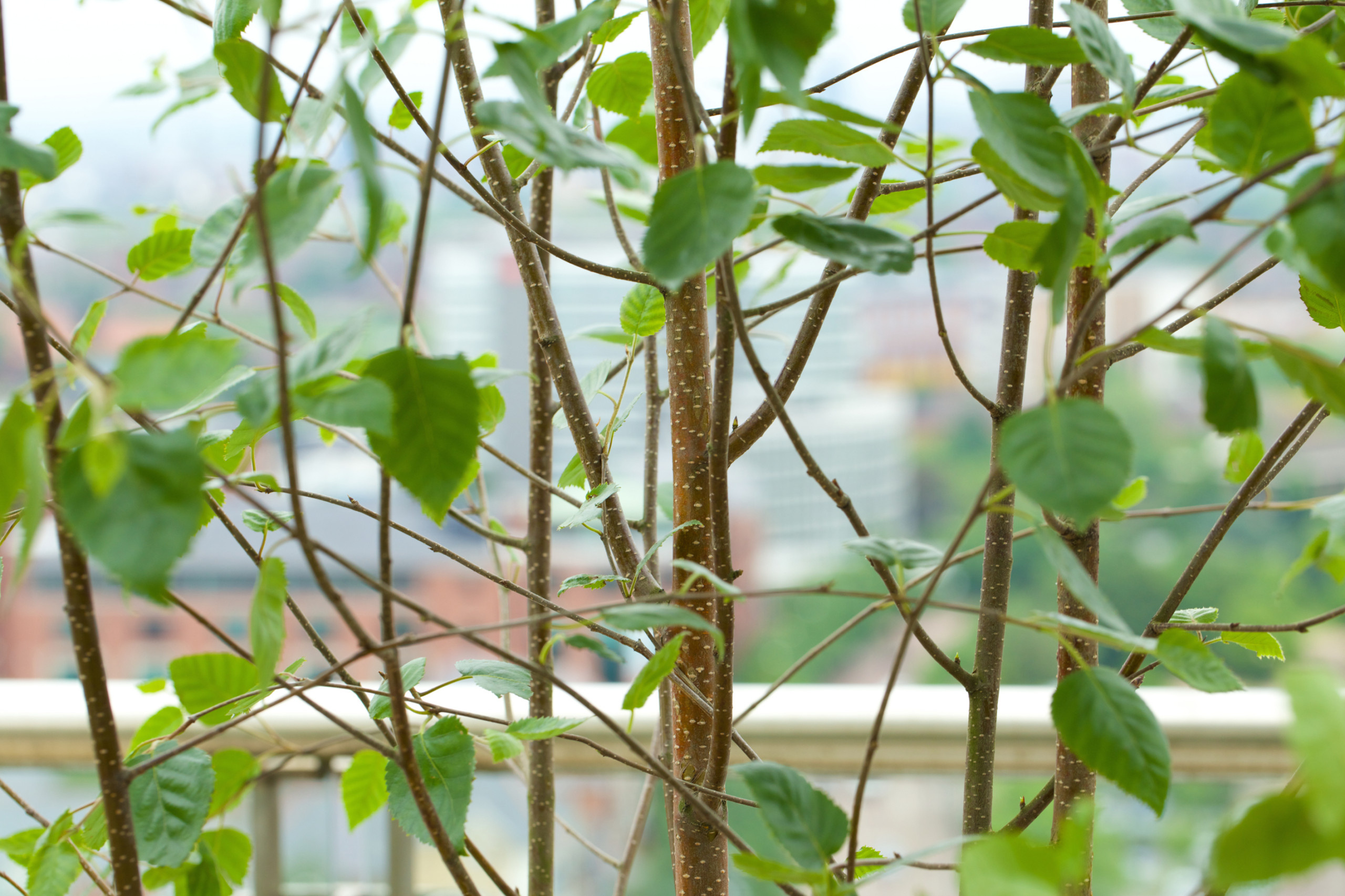 6 соток и меньше: Стратегии выбора растений