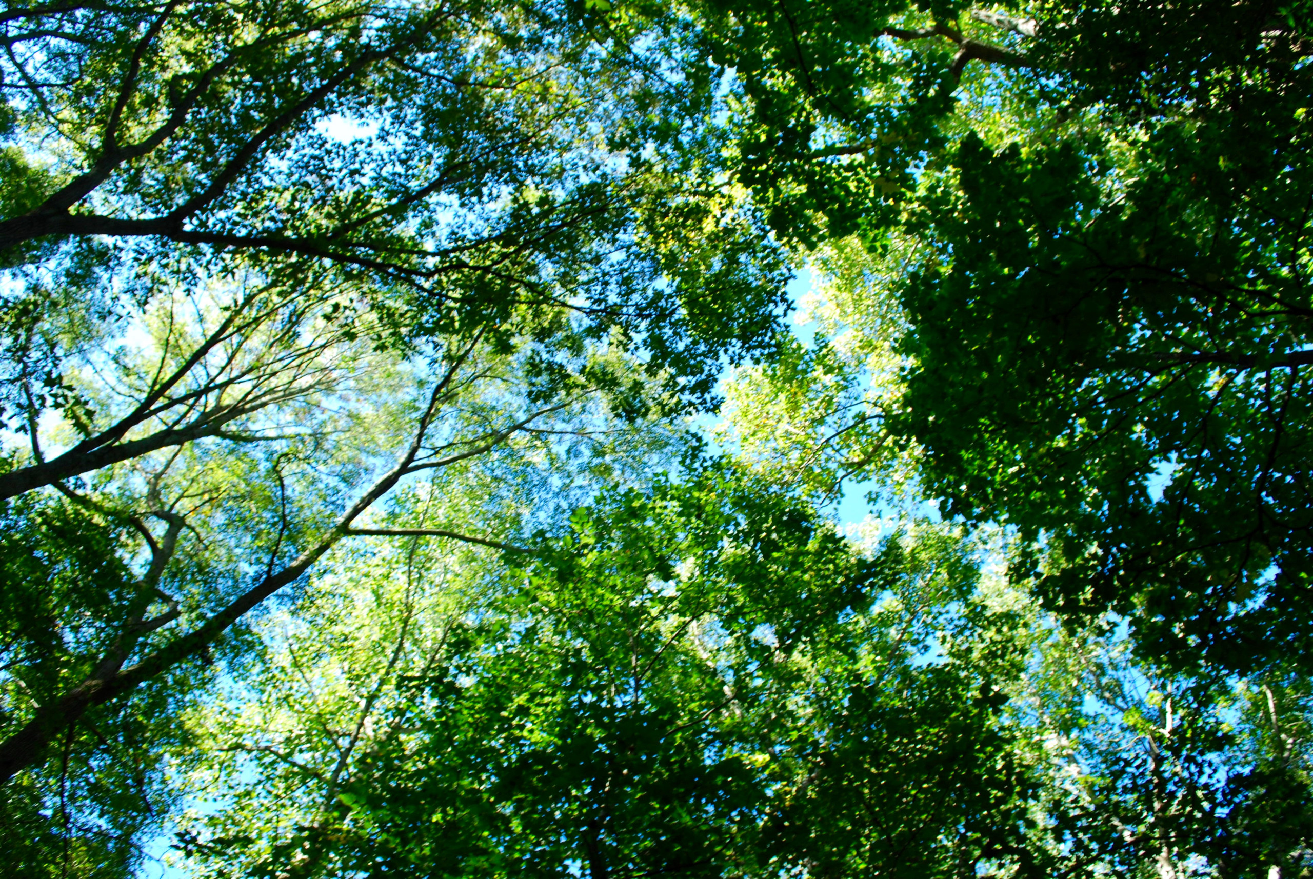 6 соток и меньше: Стратегии выбора растений