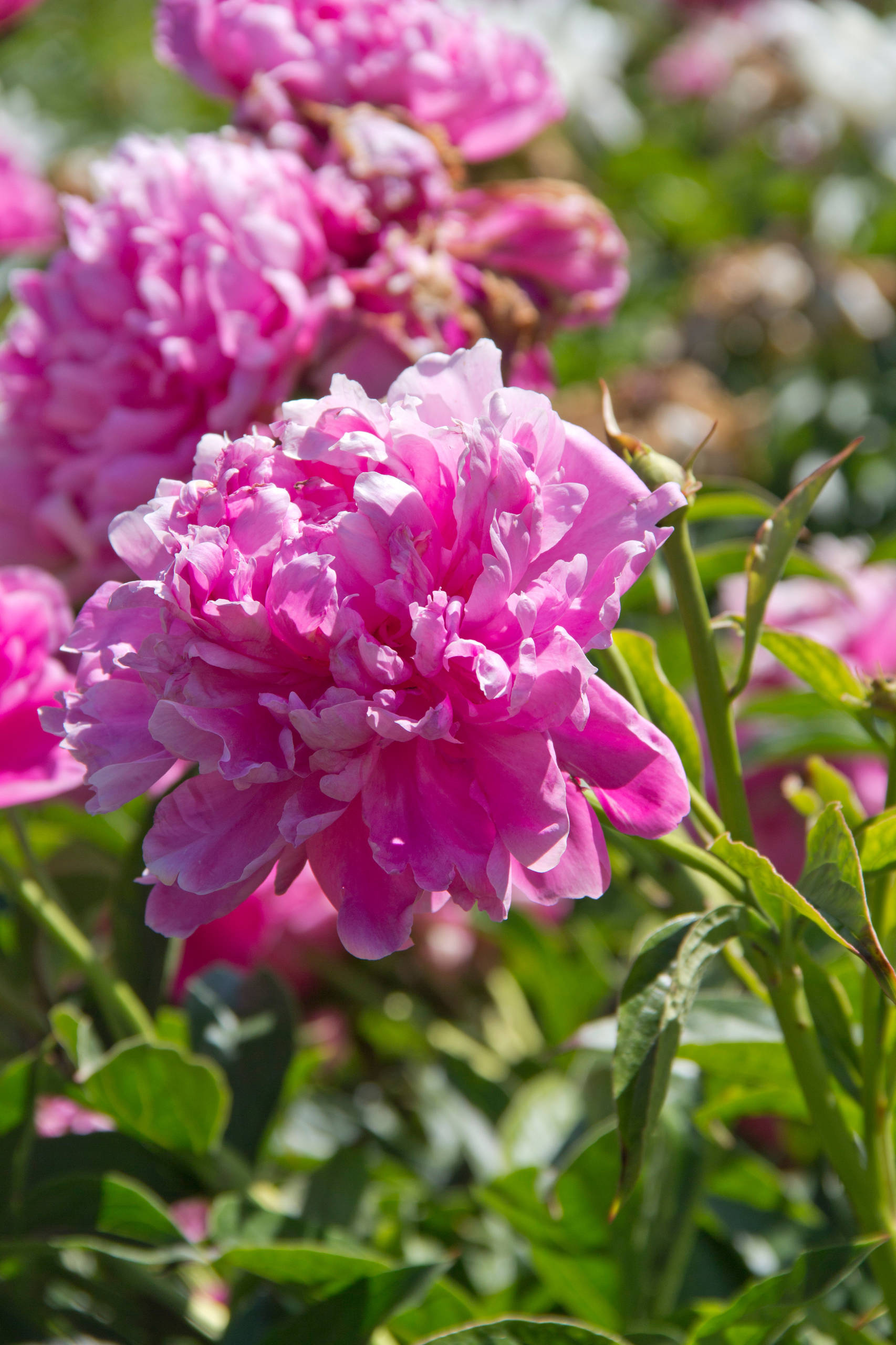 6 соток и меньше: Стратегии выбора растений