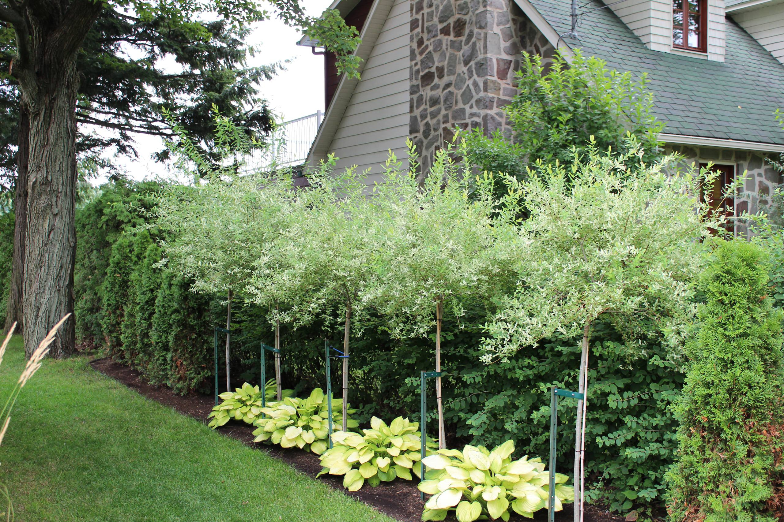 6 соток и меньше: Стратегии выбора растений