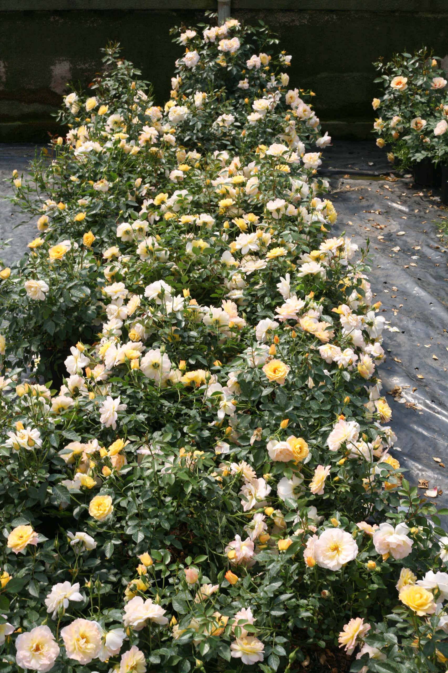 6 соток и меньше: Стратегии выбора растений