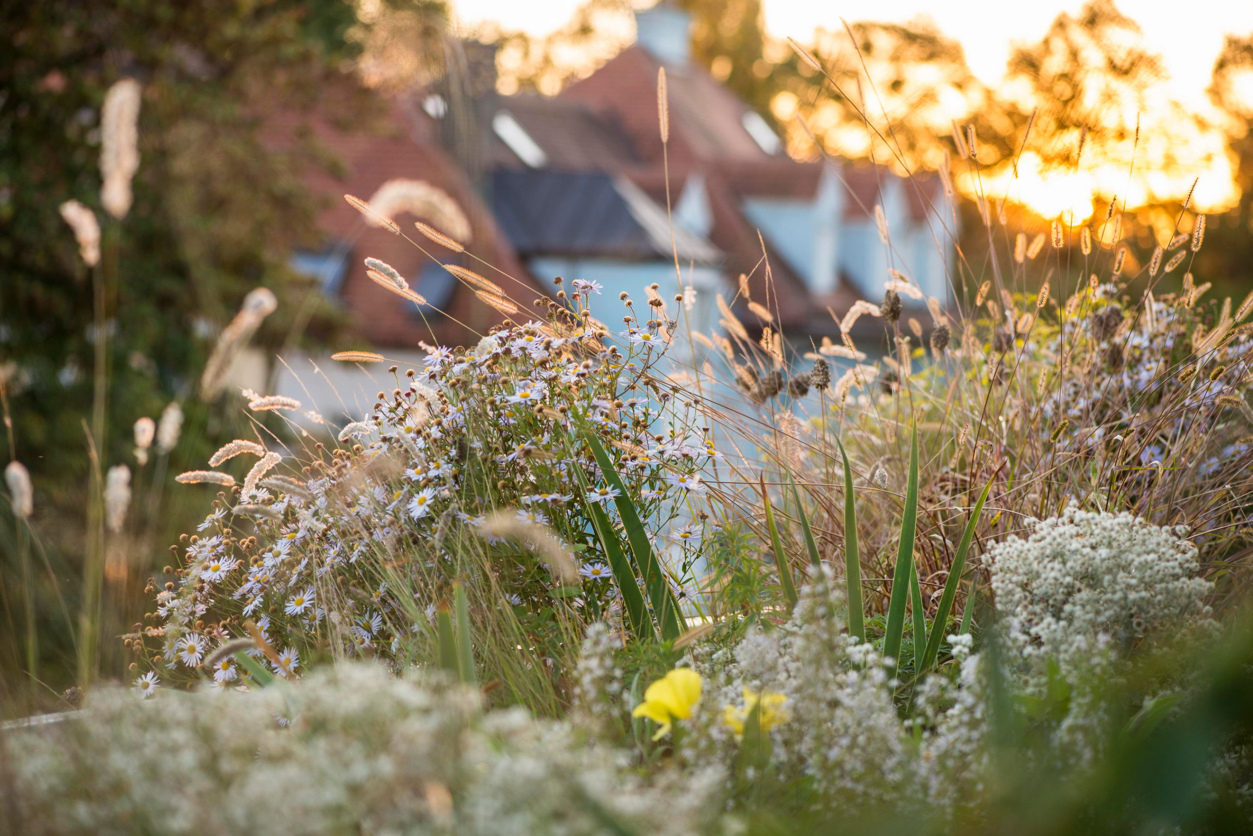 Проект недели: Озеленение террасы на крыше в Мюнхене