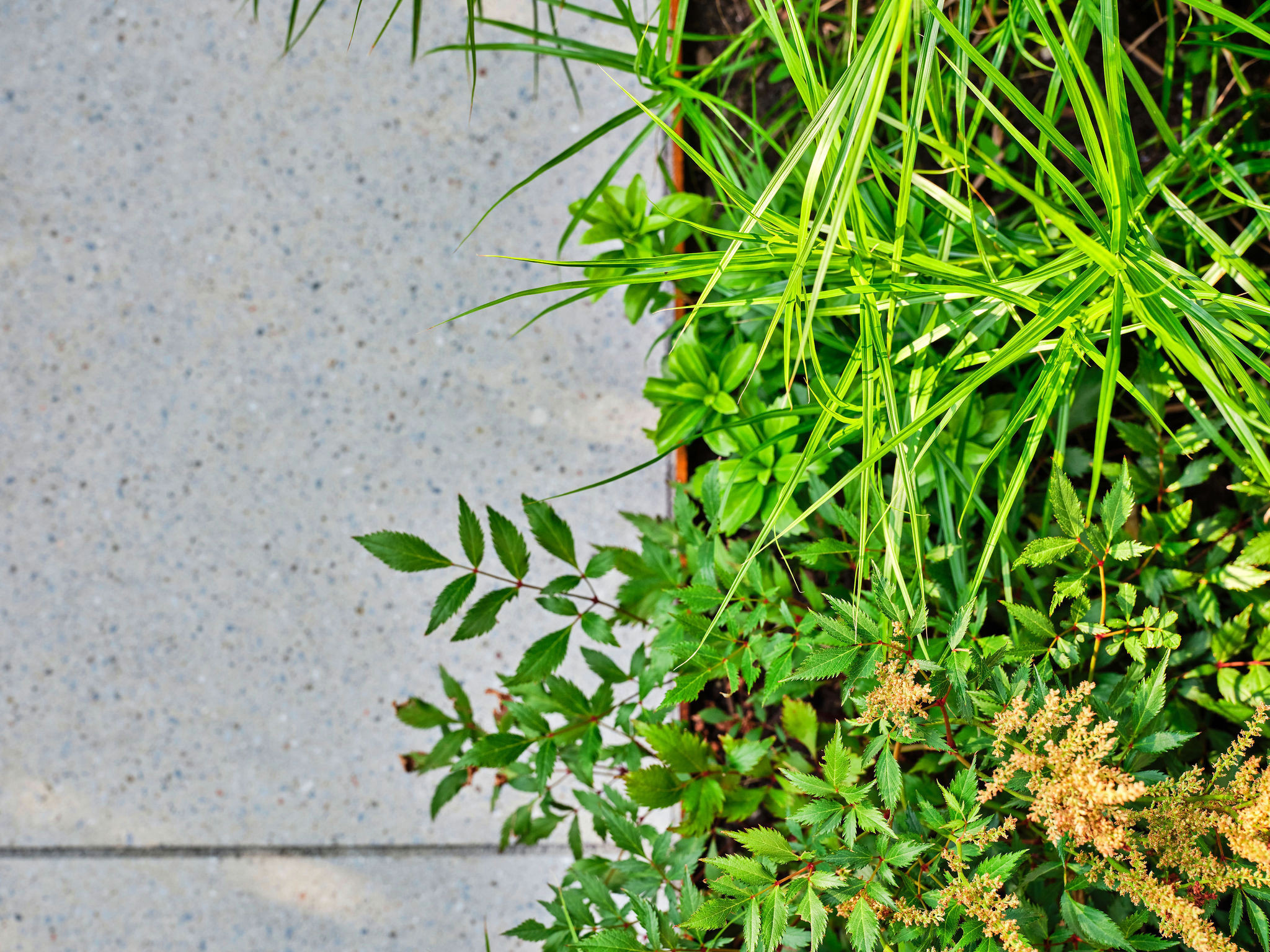 Сад недели: Крошечный дворик в центре Торонто