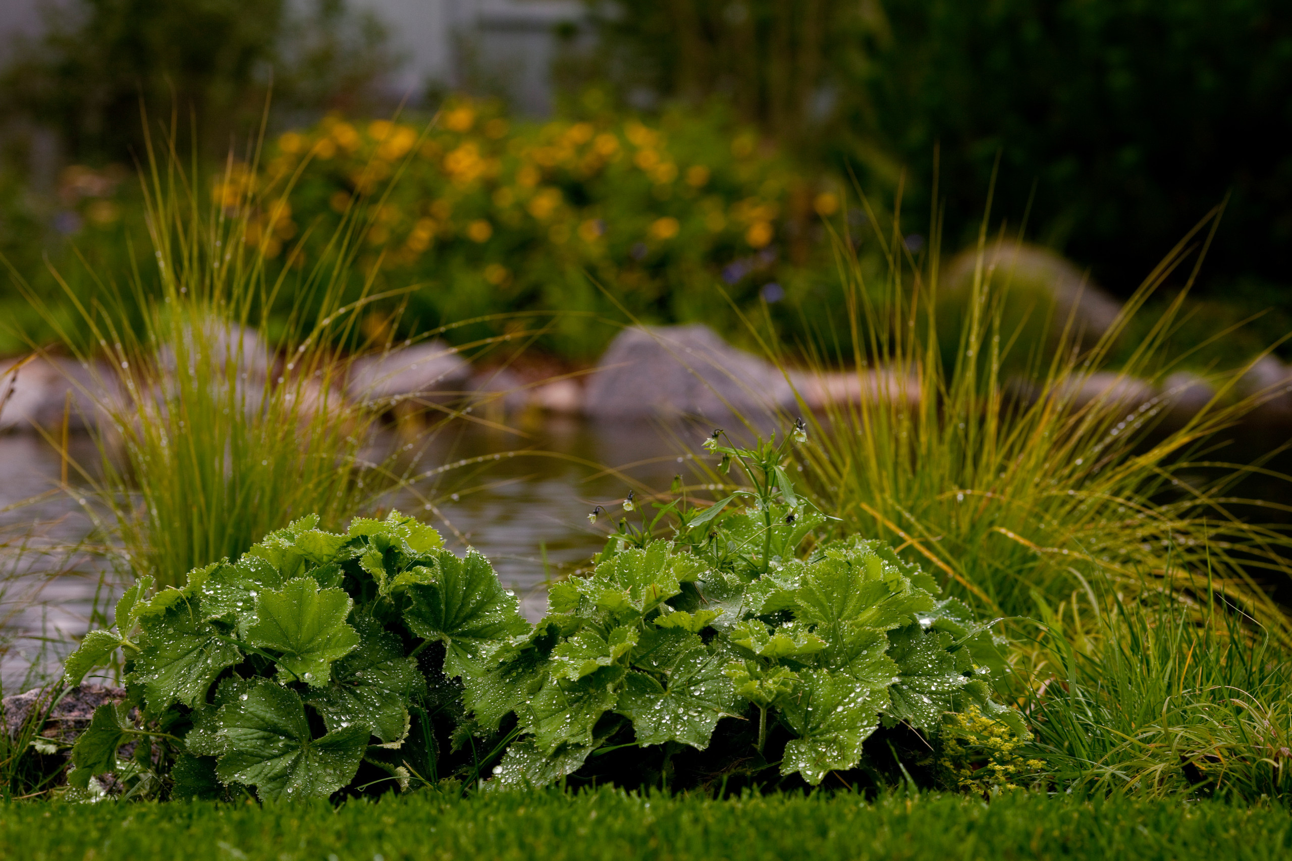 Дизайн клумбы: Шаг за шагом