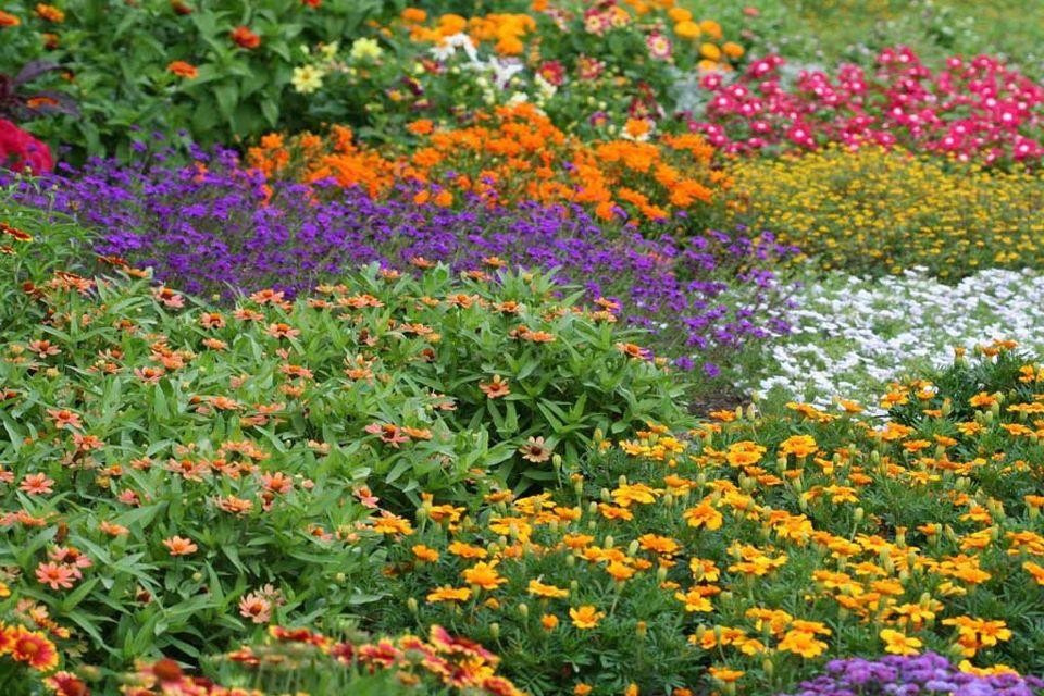 Дизайн клумбы: Шаг за шагом