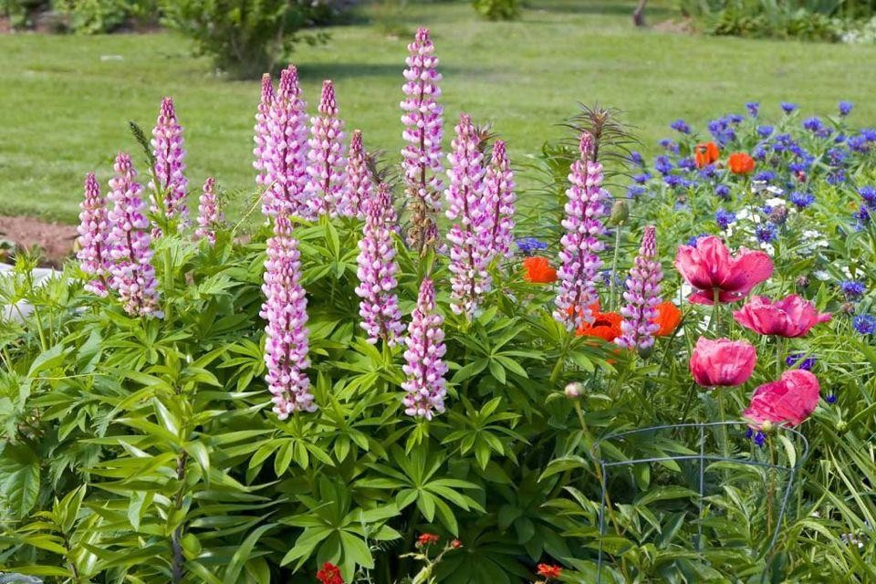 Дизайн клумбы: Шаг за шагом