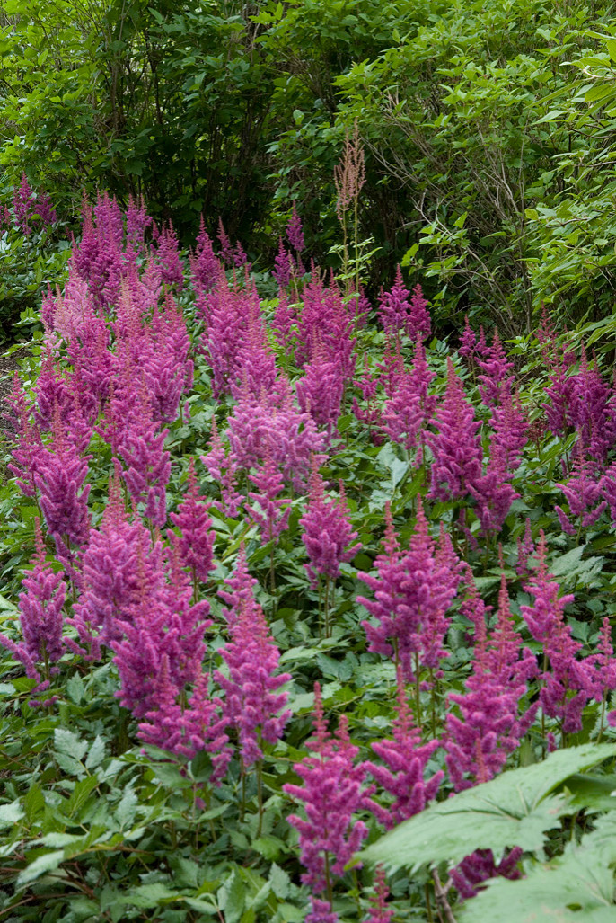 Дизайн клумбы: Шаг за шагом