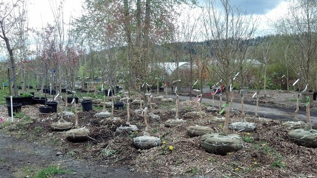 Как правильно: Посадить сад осенью