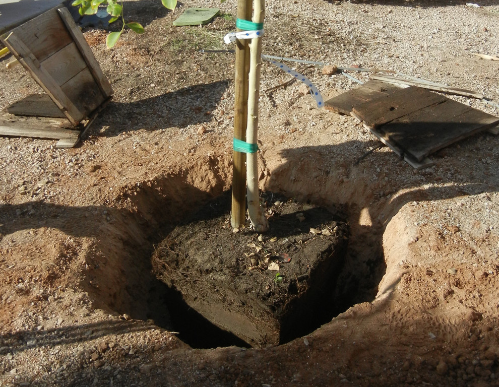 Как правильно: Посадить сад осенью