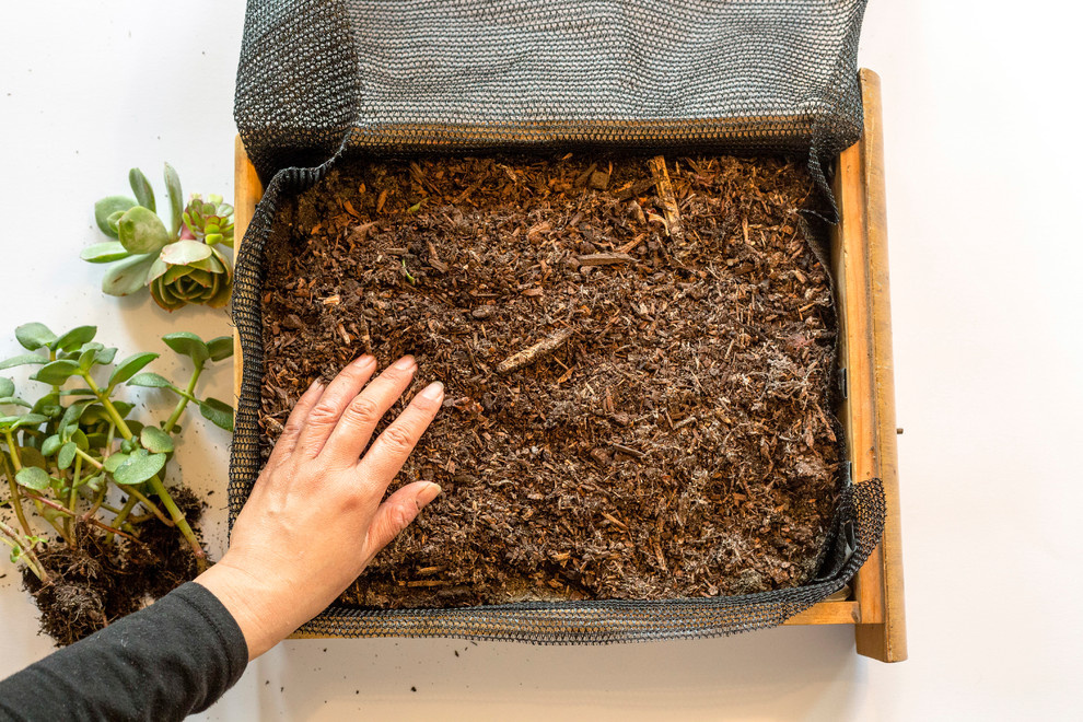 Сделай сам: Как изготовить панно из суккулентов