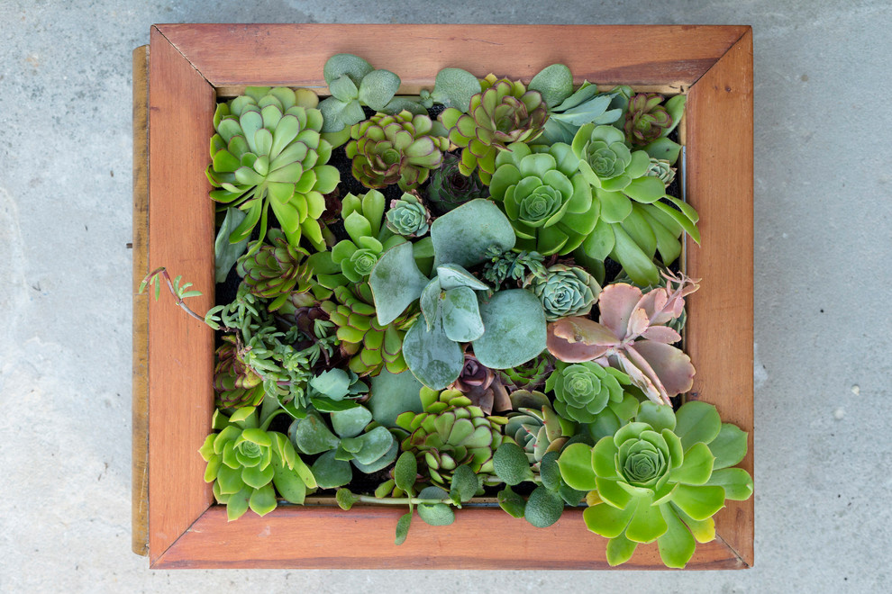 Сделай сам: Как изготовить панно из суккулентов