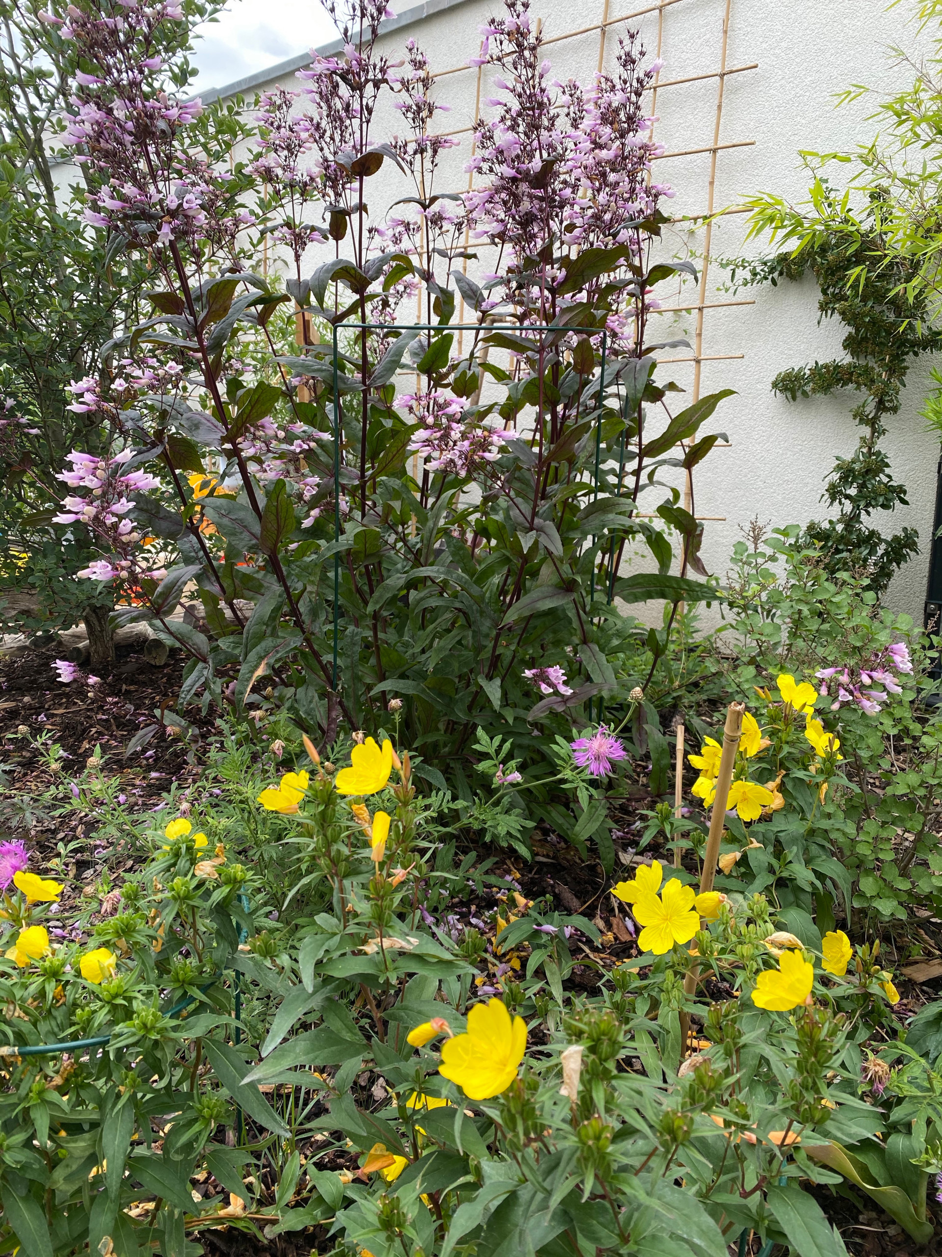 Сад недели: 4 сотки в Берлине — угловой участок