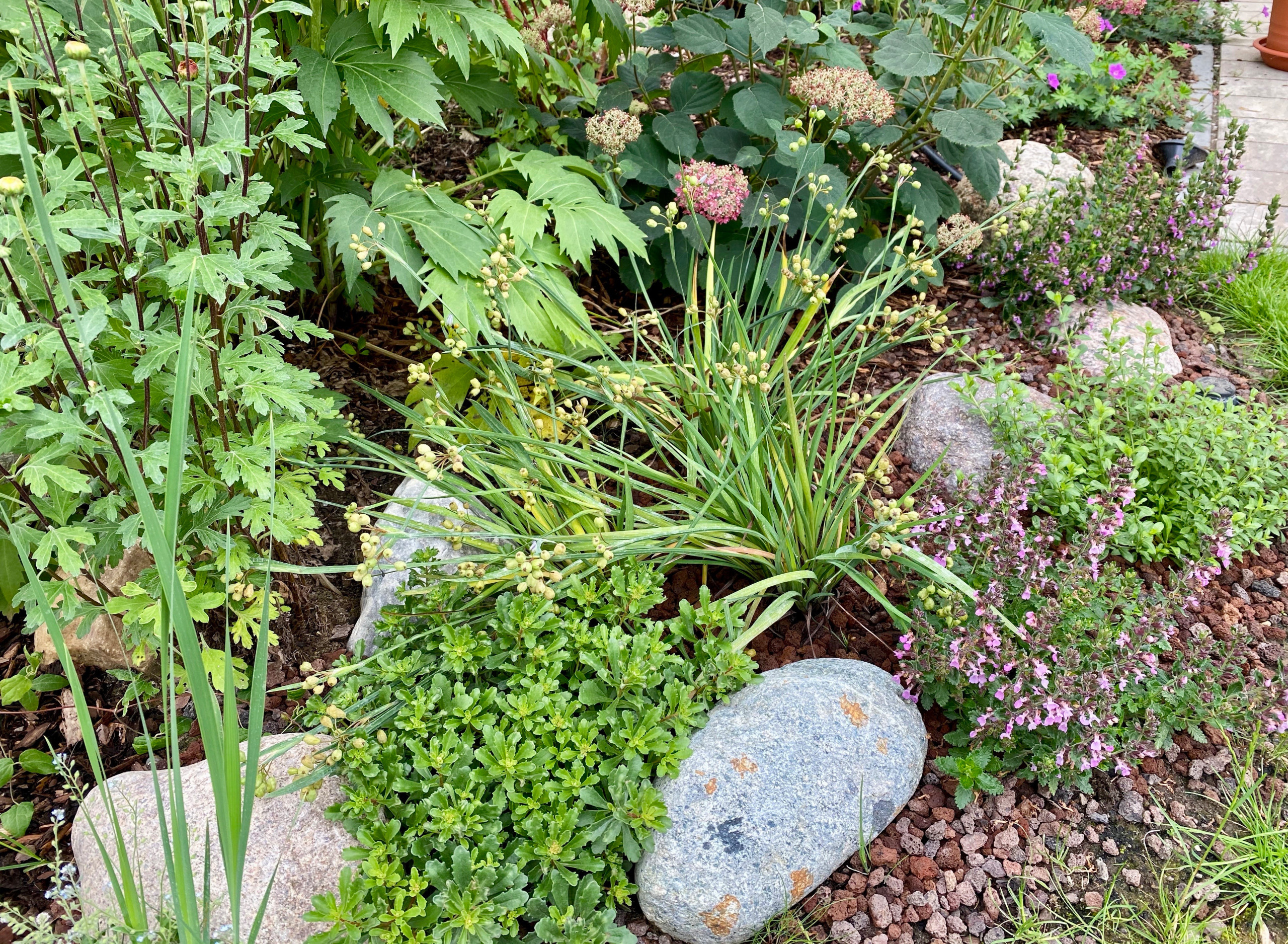 Сад недели: 4 сотки в Берлине — угловой участок