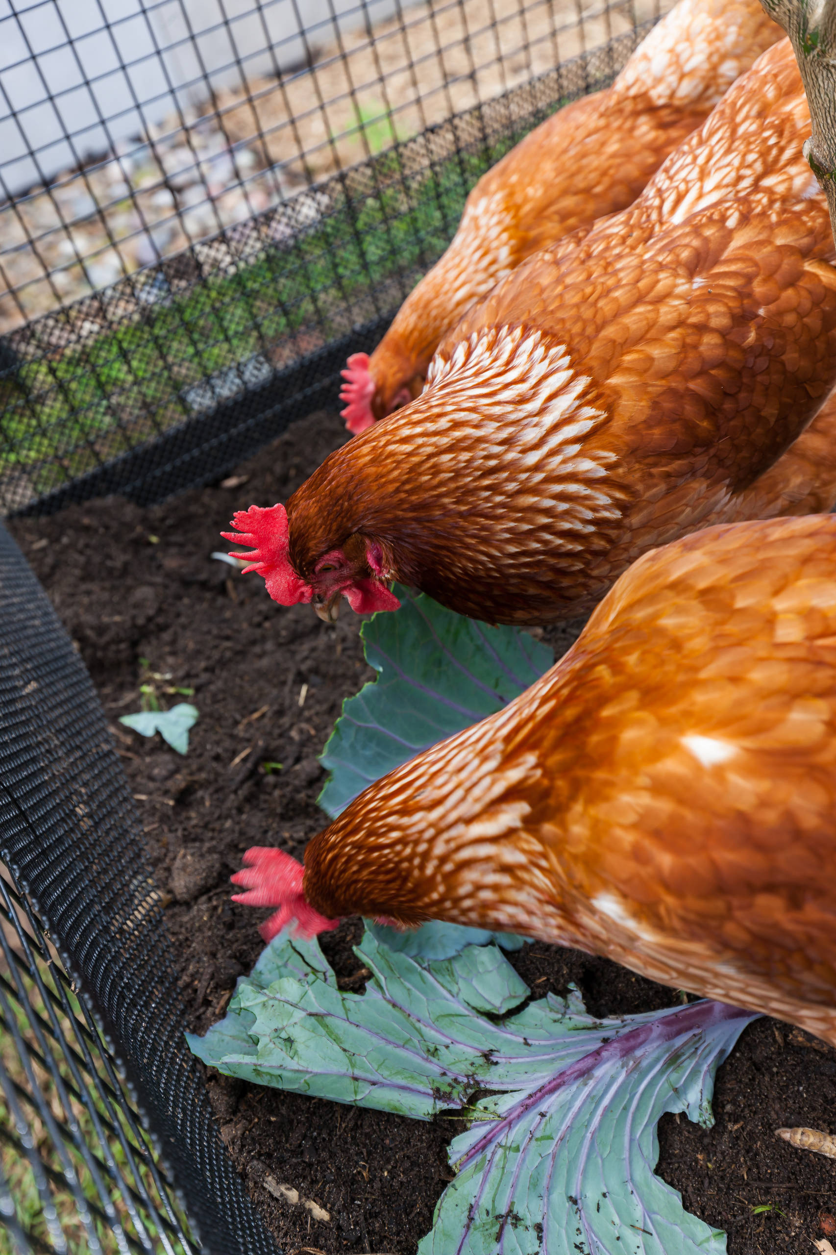 Вопрос: Как построить курятник своими руками