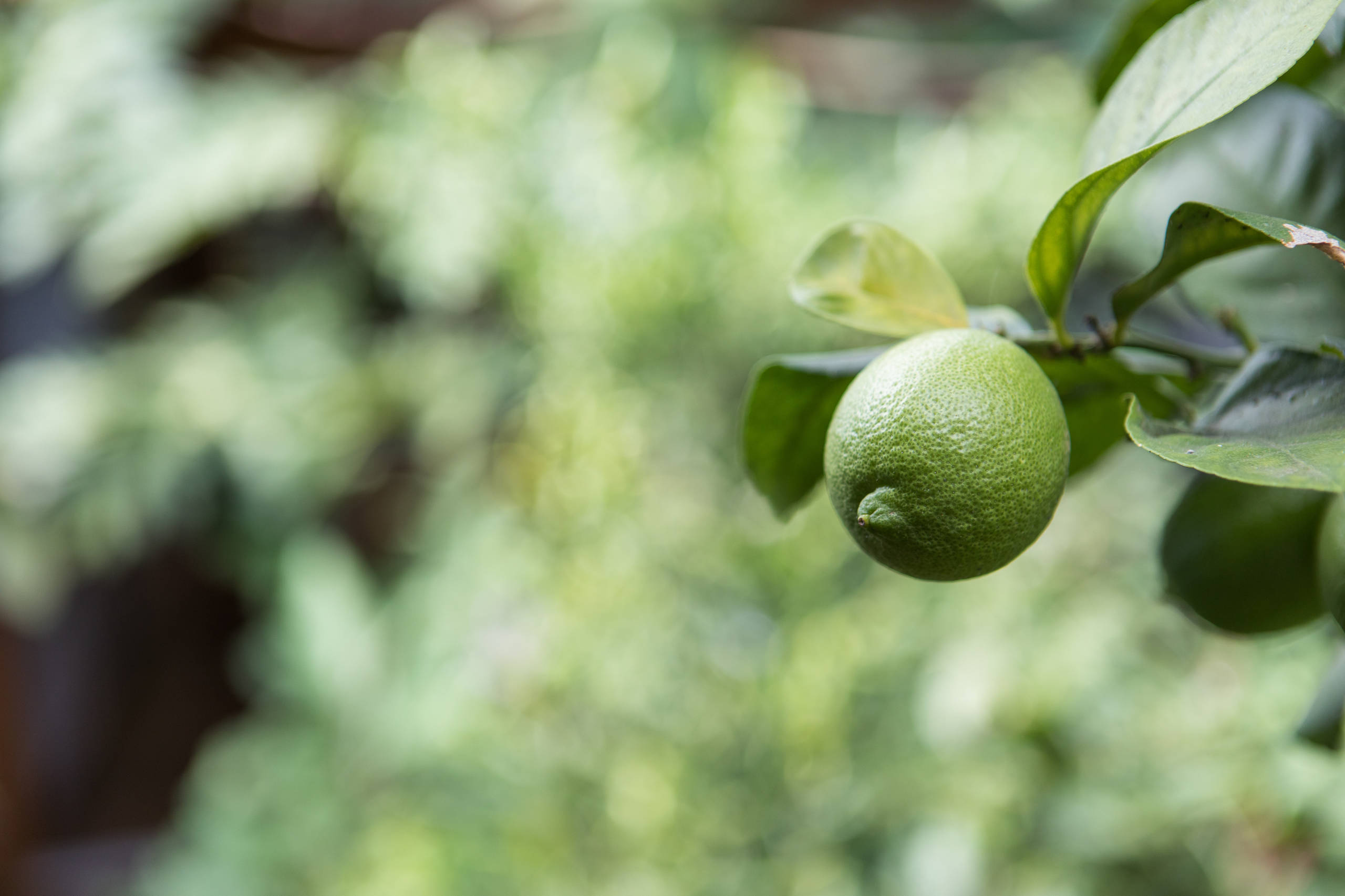 Houzz Австралия: Энергоэффективный дом с... курятником