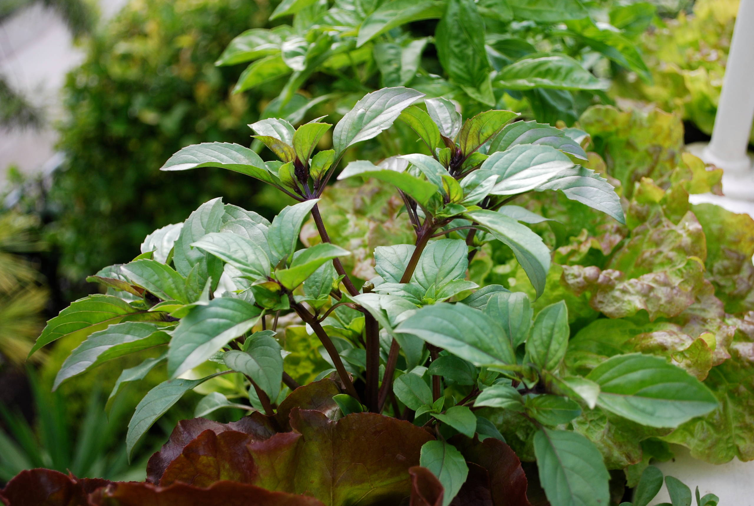 Хороший вопрос: Какую зелень можно вырастить на подоконнике зимой