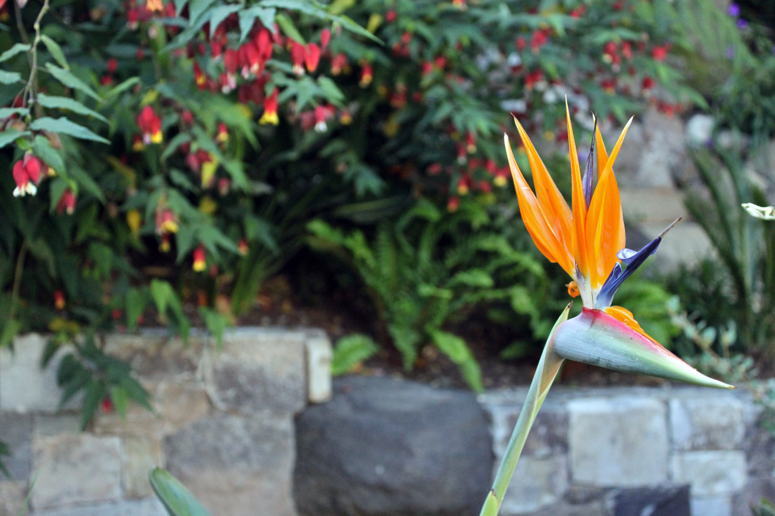 Тропический рай под боком: Курорт на дачном участке