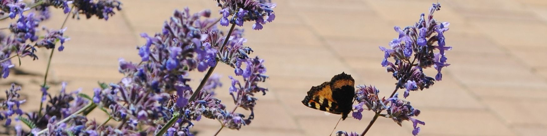 Фоновое изображение профиля Лукьянова Ирина