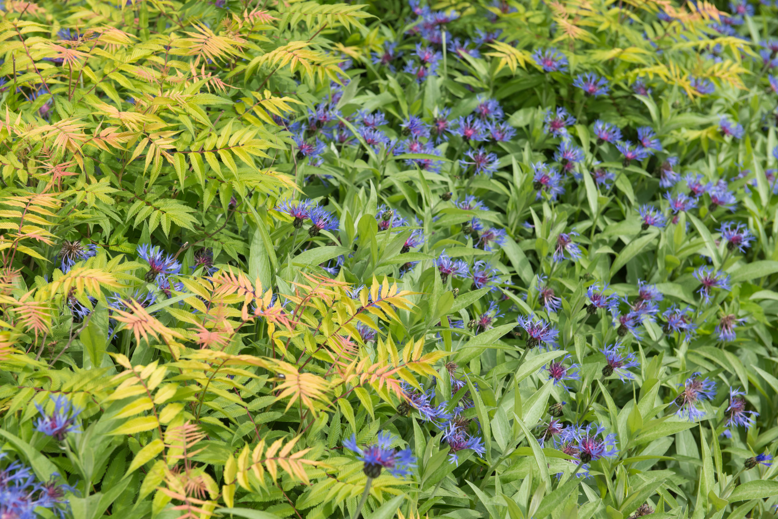 Большой сад в пригороде