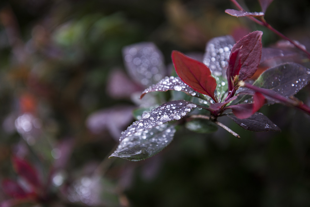 В гостях: Сад в идеальной форме... круга