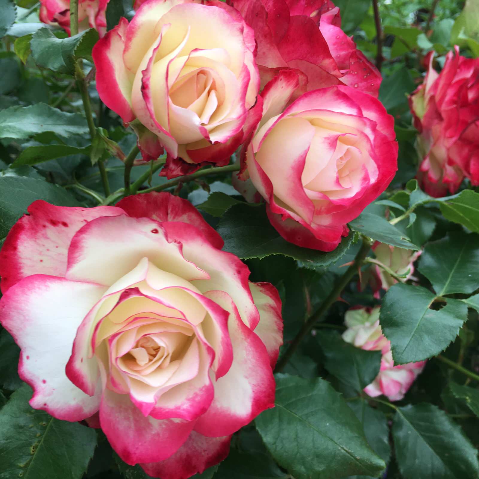 Проект "Сад  для Мамы"