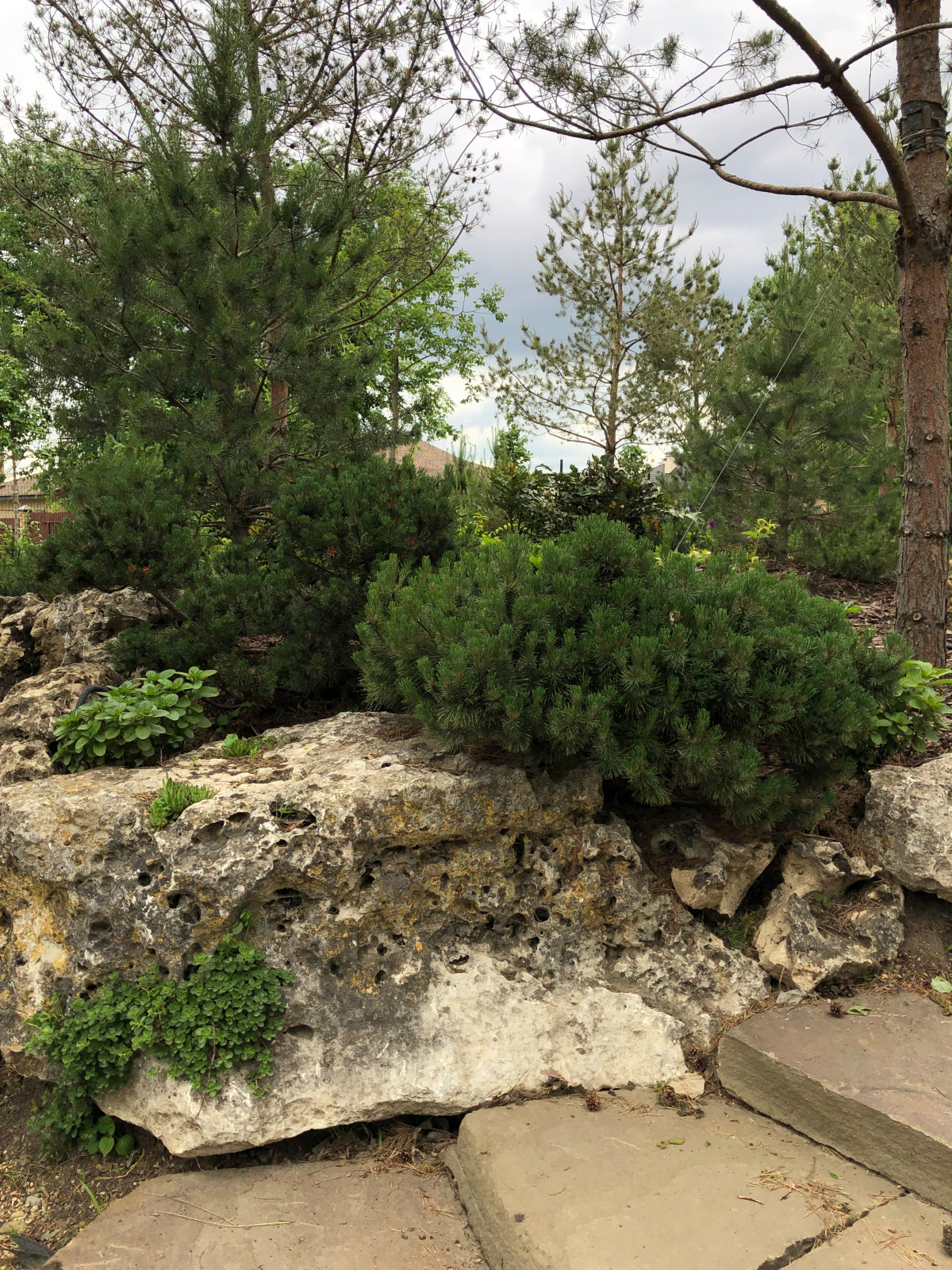 Сосна горная