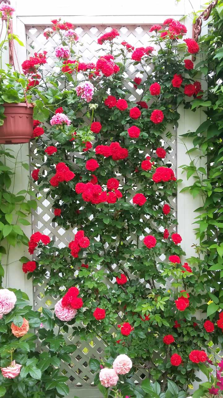 "Мечты о Провансе"