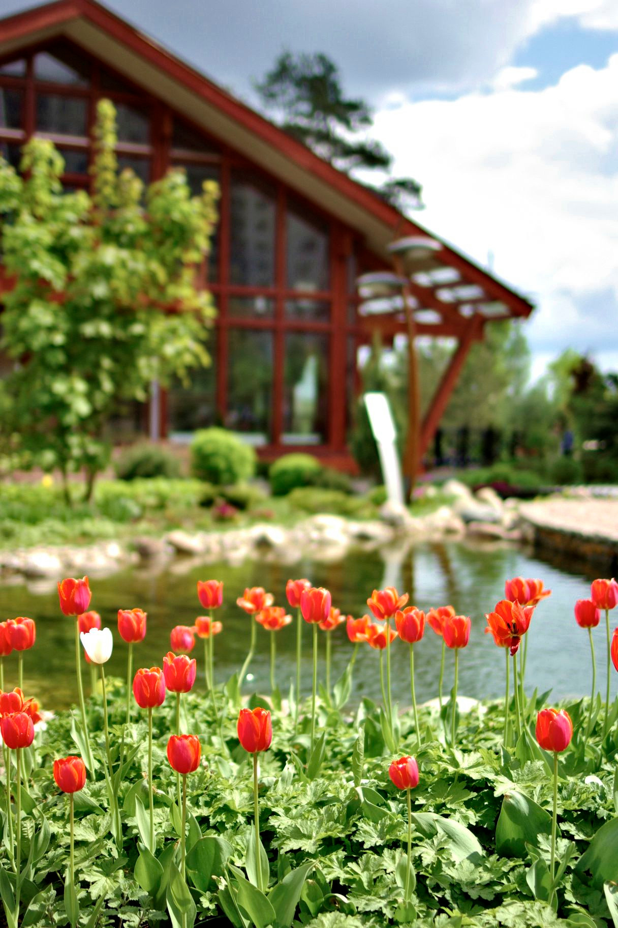 Пруд пруди: Декоративный водоем на участке — что важно знать