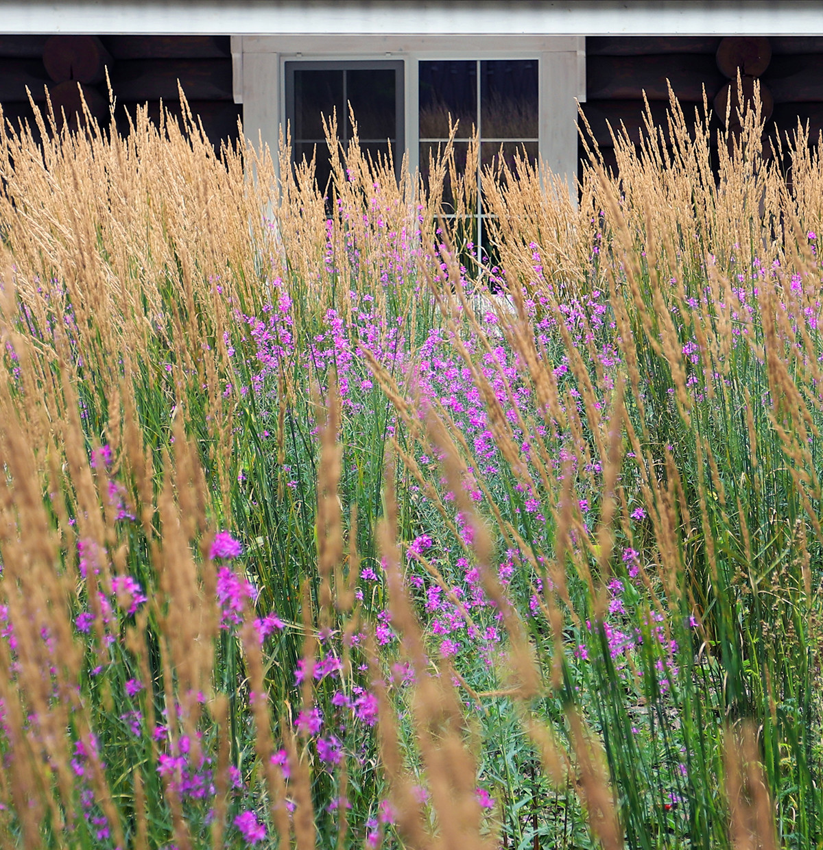 Сад у тёмных бревен