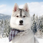 Ольга Борисенко