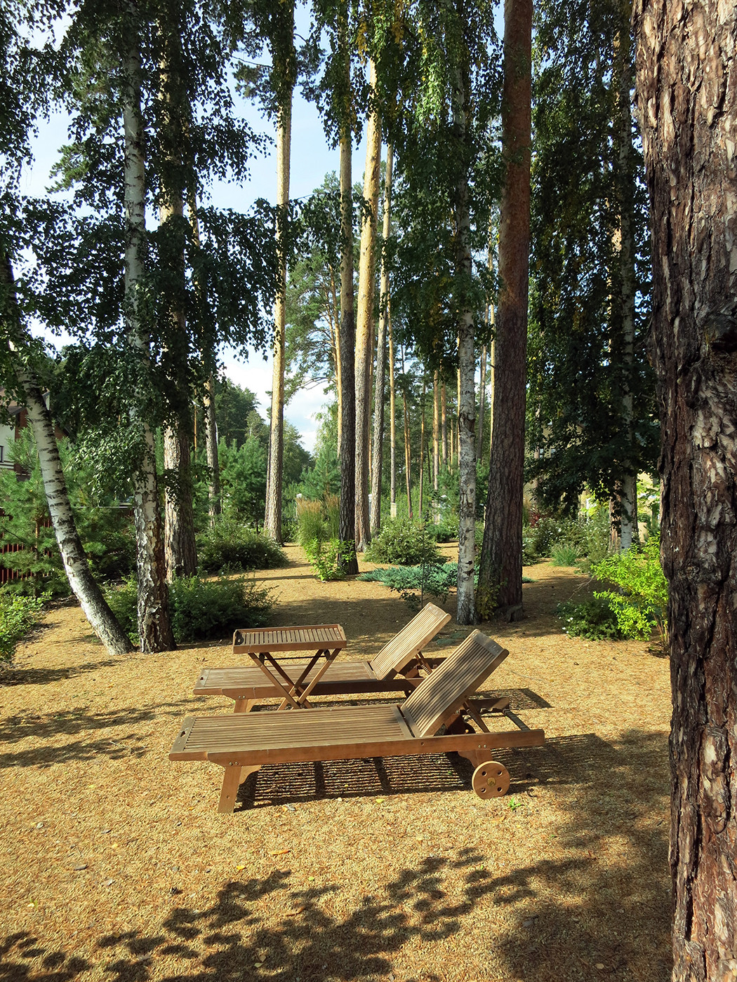 Маленький сад между большими соснами.