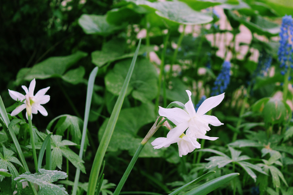 Генеральские дачи