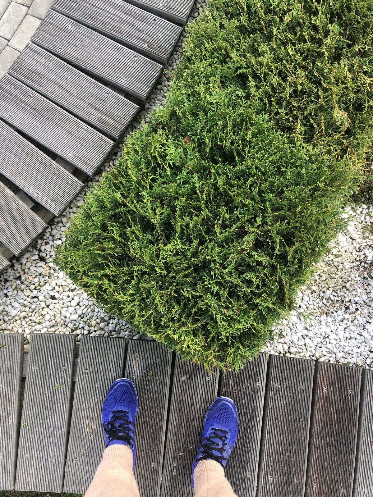 Сад "в процессе..."