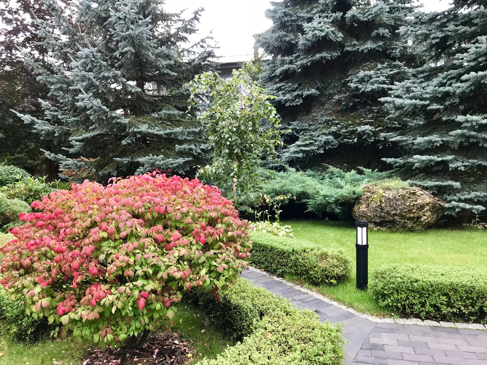 Зелёный лес