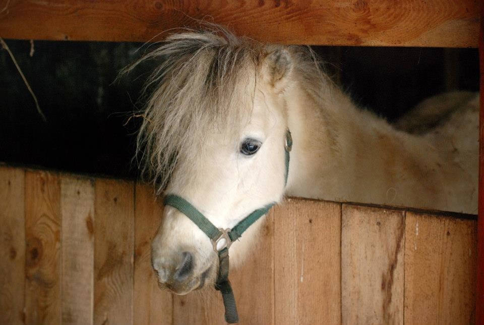 Зима в провинции: Чему учиться на фермах под Москвой