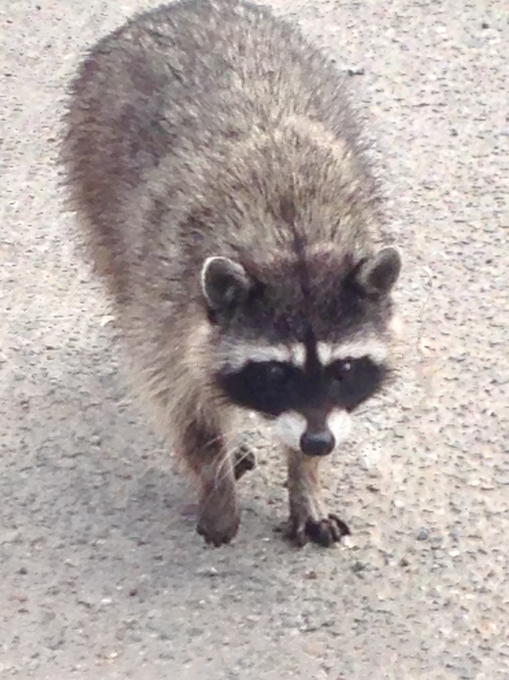 Нестандартные животные в стандартной квартире