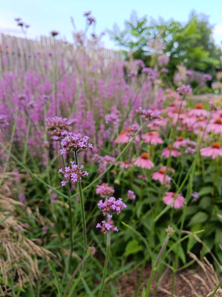 Сад в коттеджном поселке