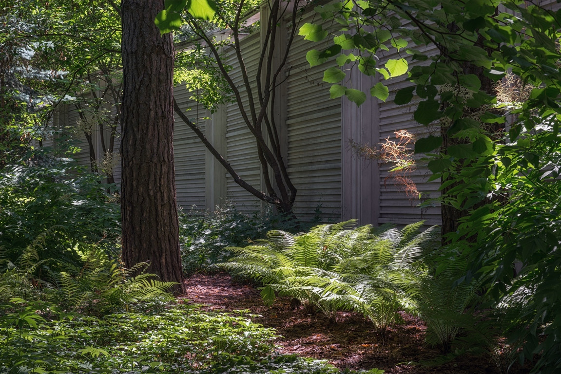 Лесная Рапсодия